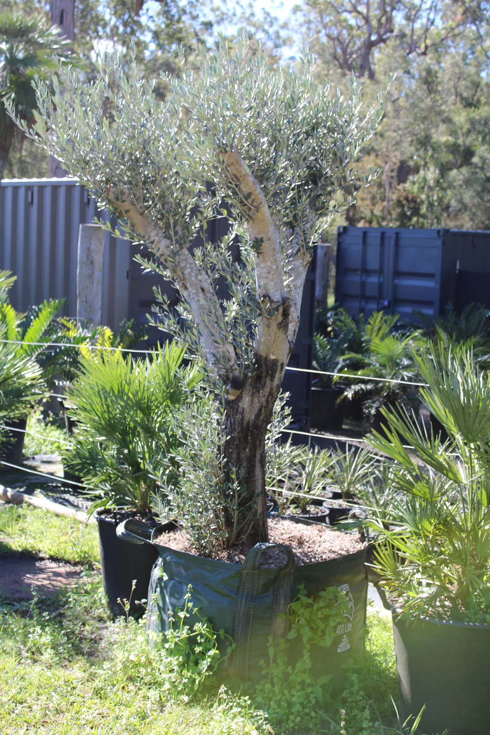 400L Olive Trees Advanced -Arbequina 50 + year old DELIVERY